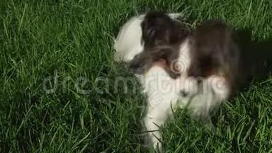 美丽的狗Papillon躺在绿色的<strong>草坪</strong>上，吃草，股票<strong>视频视频</strong>