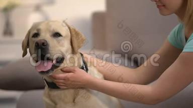 女宠物主人抚摸可爱的拉布拉多猎犬最好的朋友，动物护理