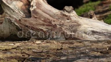 一个可爱的野生银行<strong>田鼠</strong>，Myodes眩光在英国林地的一堆原木中觅食。