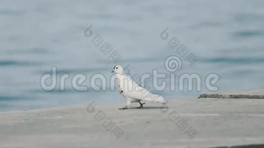 白鸽靠近大海.