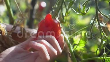 一位年轻女子从花园里的树枝上摘下不寻常的红番茄