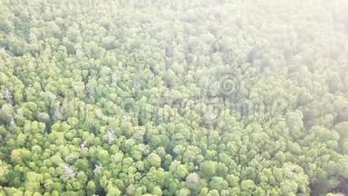红树林林冠的鸟瞰图.