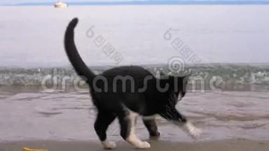 在海滩上翻滚的海浪使猫爪湿润