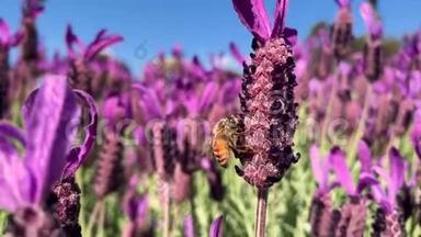 单蜂紫色薰衣草采蜜蜂