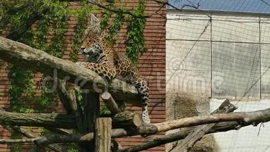 动物园里的美洲虎，潘特赫拉。 野生动物