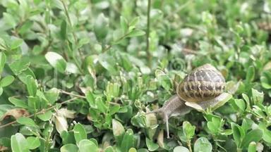 雨后绿叶间自然环境中的4k蜗牛，活动和睡眠