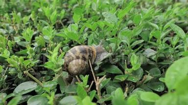 <strong>雨后</strong>绿叶间自然环境中的4k蜗牛，活动和睡眠