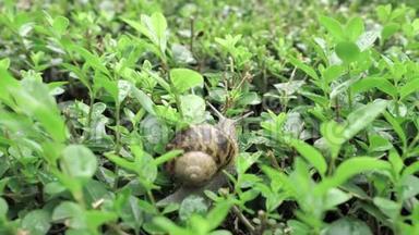 雨后绿叶间自然环境中的4k蜗牛，活动和睡眠