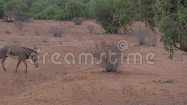 格里维`斑马在荒凉干燥的非洲草原上行走，桑布鲁保护区
