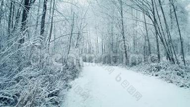 降雪时的林地小径