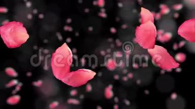 飞玫瑰花瓣黑色背景与深野。 高清1080。 循环动画