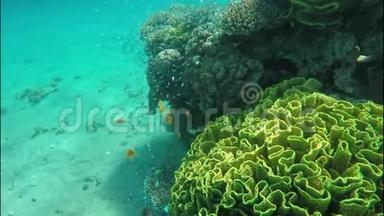 珊瑚鱼在珊瑚礁的海绵周围<strong>游动</strong>，蓝绿色