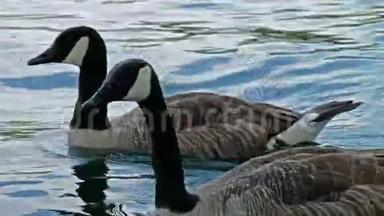 加拿大鹅在一个小池塘里游泳