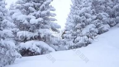 滑雪者慢动作骑着深粉雪。 雪板雕刻在新鲜的雪。 提供极限免费乘坐滑雪板，乘坐新鲜的