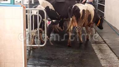 挤牛奶的过程，挤牛奶后奶牛离开摊位，挤牛奶、牛奶、农业、牧羊人