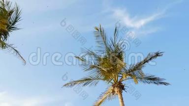 在蓝天的映衬下，天空中乌云密布，大棕榈树的枝丫<strong>迎风飘扬</strong>，天空中一群海鸥飞翔