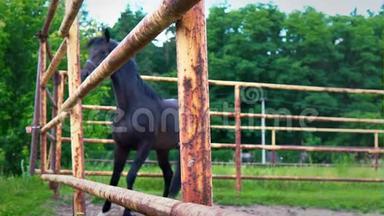 空旷天空下围场中倔强的黑马.. 马表现出他的脾气