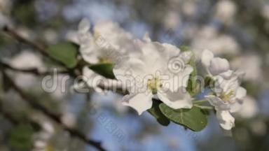 开花的海棠.. 春天果树的枝.. 白色花朵特写