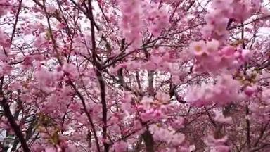 春天的樱花，带着粉红色的花朵，<strong>风</strong>和树枝