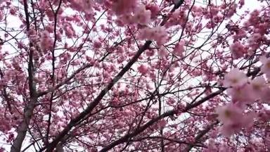 春天的樱花，带着粉红色的花朵，风和树枝