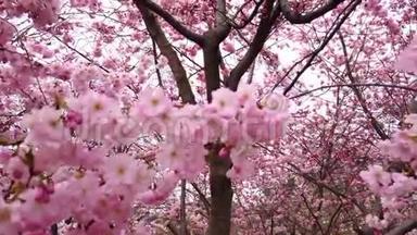 春天的樱花，带着粉红色的花朵，<strong>风</strong>和树枝
