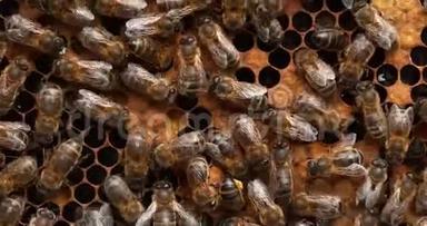 欧洲蜜蜂，蜜蜂蜜蜂，黑蜂在蜜蜂育雏，诺曼底蜂房，<strong>实时</strong>