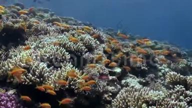 明亮的<strong>橙</strong>色鱼在<strong>珊瑚</strong>礁水下跳舞的学校红海。