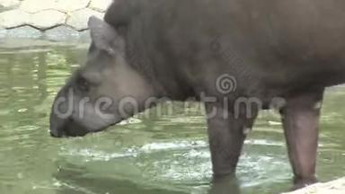 在国家公园动物园里，TapirTapirus喝水。