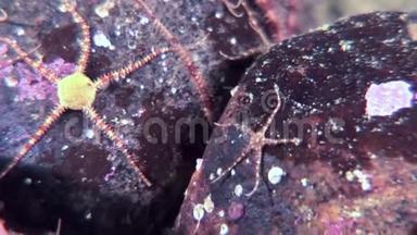 海星蛇尾的棘皮动物在白海海底接近水下.