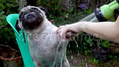 可爱的小狗在户外洗洗发水洗澡
