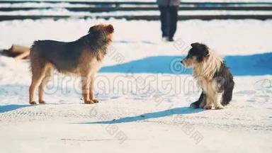 无家可归的两只狗冷冷地过冬。 无家可归的动物宠物问题。 生活方式中的黑白小狗