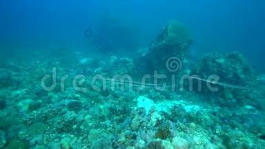 苏丹红海珊瑚中的角鱼