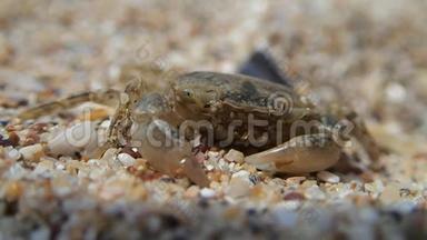 小螃蟹在沙子上移动