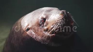巨大的<strong>海狮</strong>在堪察加地区冰冷的太平洋的冷水中游泳