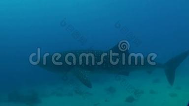 浅水中的鲸鲨