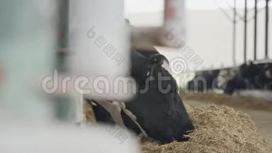奶牛在奶牛场的大马厩里吃干草