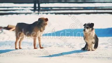 无家可归的两只狗冷冷地过冬。 无家可归的动物宠物问题。 雪生活方式中的黑白小狗