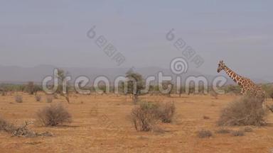 长颈鹿走在荒凉干燥的非洲草原上，桑布鲁保护区