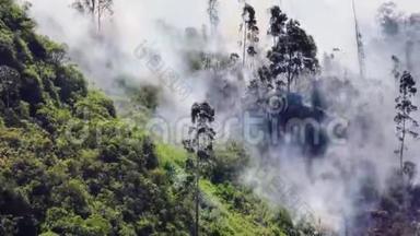 消防员扑灭厄瓜多尔巴诺斯山区<strong>森林</strong>大火