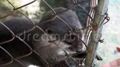 欧亚水獭卢特拉<strong>被困</strong>在动物园的笼子里。 动物暴力概念
