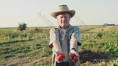 幸福的老农的画像展示了<strong>手中</strong>的西红柿