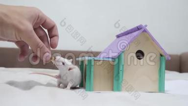 一个人用手喂养一只正在为食物而战的老鼠，用后腿站起来，特技从木屋顶出来嗅鼻子