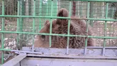 可怜的棕熊生活在笼子里，在动物园的酒吧后面。 监狱里栅栏后面的悲伤熊。 圈养的动物。 康塞普