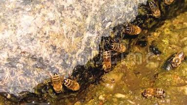 从河中的岩石上喝水的蜂蜜蜜蜂防杀虫剂