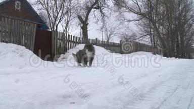 大灰猫在雪地里过冬.. 那只猫沿着马路跑