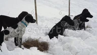 欧洲猎犬或欧洲犬在雪橇狗比赛和滑雪者比赛前繁殖