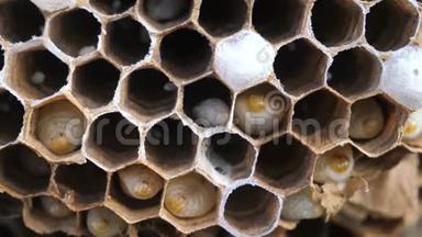 纸蜂窝和幼虫在生活方式中的个别细胞。 大黄蜂幼虫大窝慢镜头视频