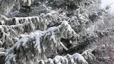 森林里的<strong>风吹</strong>动着覆盖着雪的蓝杉树茂密的大<strong>树枝</strong>