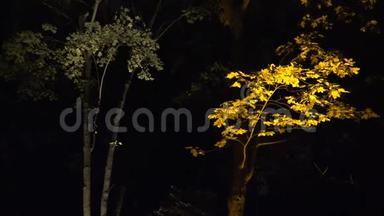 夜晚公园灯光节秋天树枝上彩光.. 4K