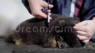 新郎在宠物沙龙为一只黑色的长毛小狗表演剪彩，用剪刀将羊毛混合在一起
